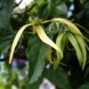 Ylang Ylang Essential Oil - Exotic luxury and deep relaxation